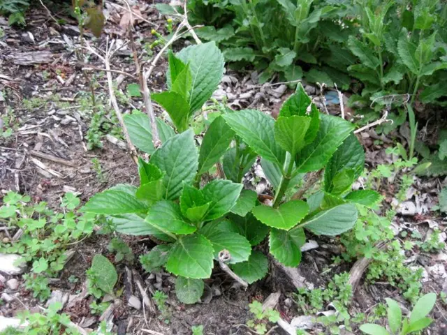 Harvesting Festive Herbs for Thanksgiving Celebrations