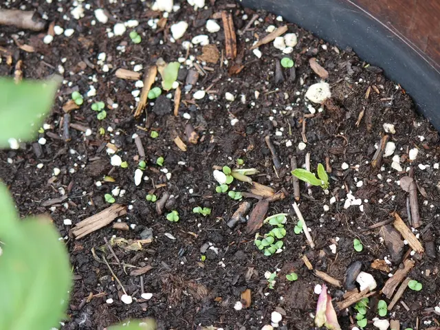 Soil: A complex, bustling environment that lies beneath your feet, more than you might realize.