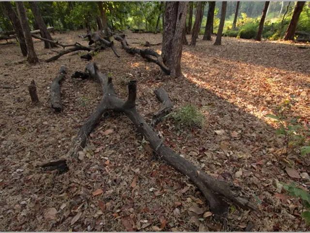 Quick Guide for Creating Nutrient-Rich Compost from a Tree Trunk in 30 Days