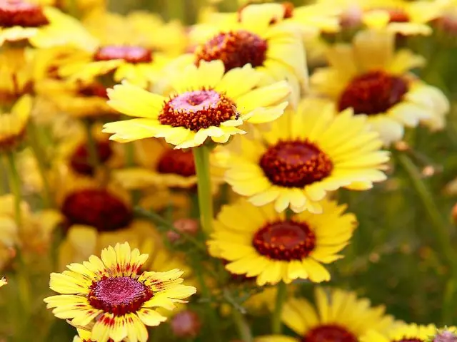 Effortless Vegetation Choices for Your Outdoor Décor