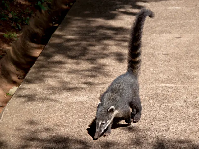 Eggplants' Mysterious Descent: An Unexplained Phenomenon