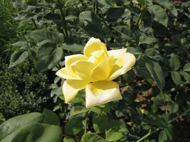 Yellowness in Orchid Leaves: Common Reasons and Solutions