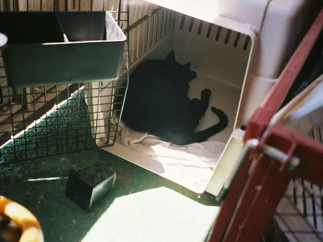 Warning issued by Martin Rütter: Exercise extreme caution for dog owners - Absolutely under no...