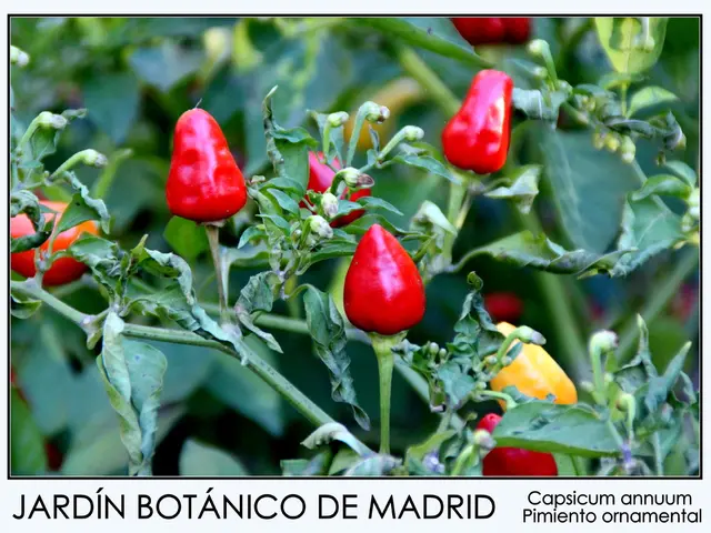 Preserving peppers devoid of chemicals in a chemical-free manner.