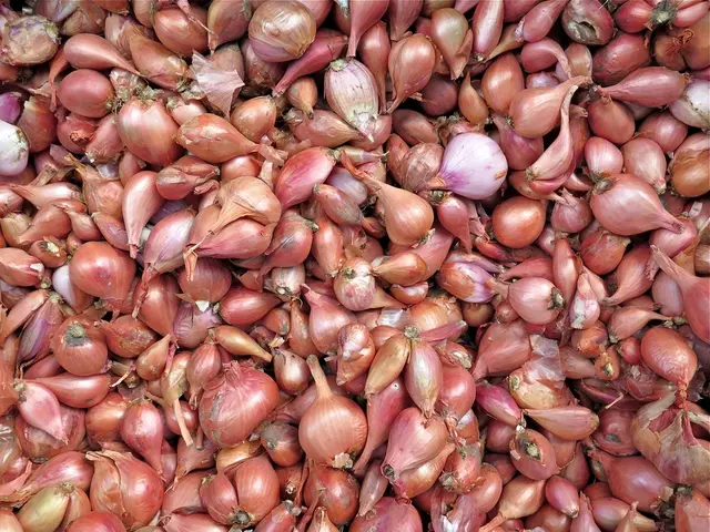 Planting Onions in Massachusetts: A Seasonal Overview for Gardeners