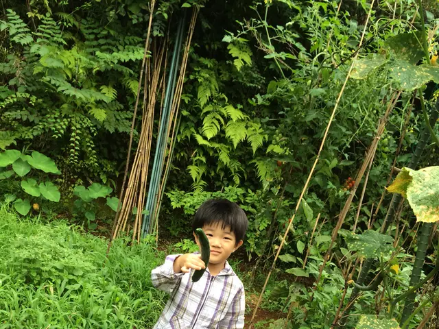 Picking cucumbers: is it better in the morning or evening?