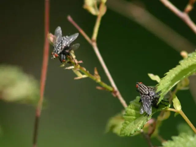 Eliminated pesky fruit flies in the kitchen with an easy and affordable modification - for just $7