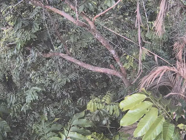 Comprehensive Guide on Nurturing and Growing Kentia Palms