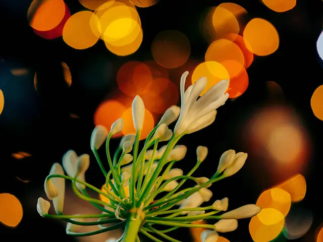 Cultivate a Lunar Indoor Landscape: 5 Spectacular Houseplants for Night-time Bloom