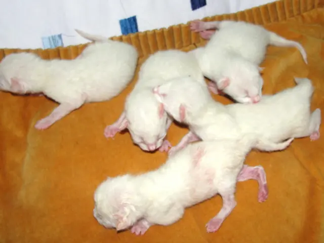 Berlin's Dominant Rodents: The Grey Powerhouse of the City Capital