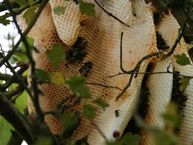 Help Guideline for Pollinators: Actions You Can Take to Aid Bumblebees