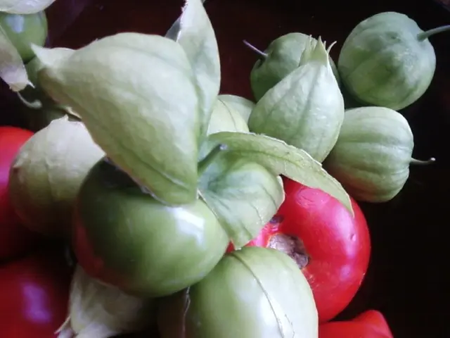 Errors in Gardening That May Be Harming Your Vegetable Produce