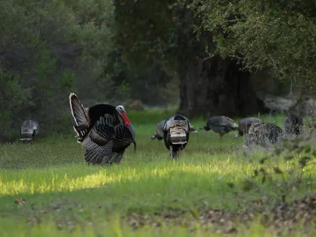 Festive Ornament for Your Front Door: A Turkey Wreath for Thanksgiving Celebrations