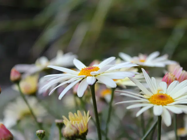 Pruning Techniques for Hydrangea Paniculata: Expert Advice from the Royal Horticultural Society