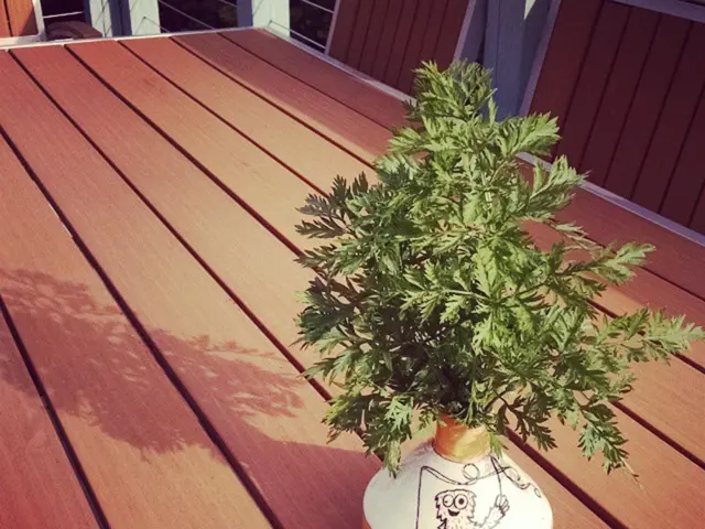 Mold Prevention in House Plants' Soil: Handy Suggestions and Techniques