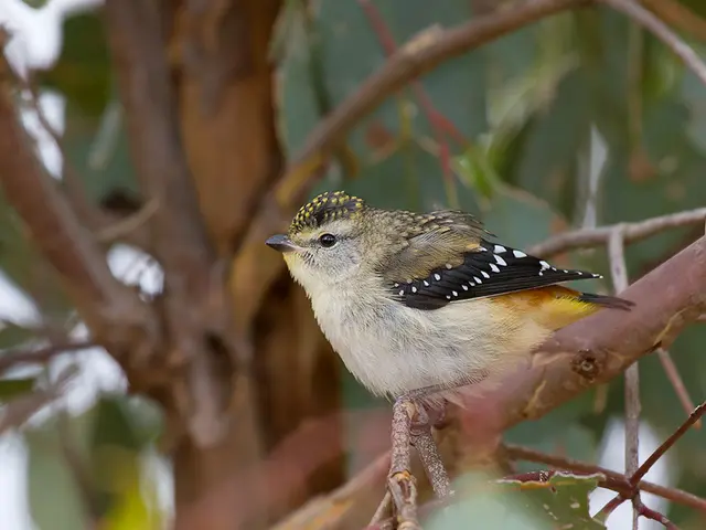 Guidelines on Supplying Birds in Your Backyard with Nutritious Food
