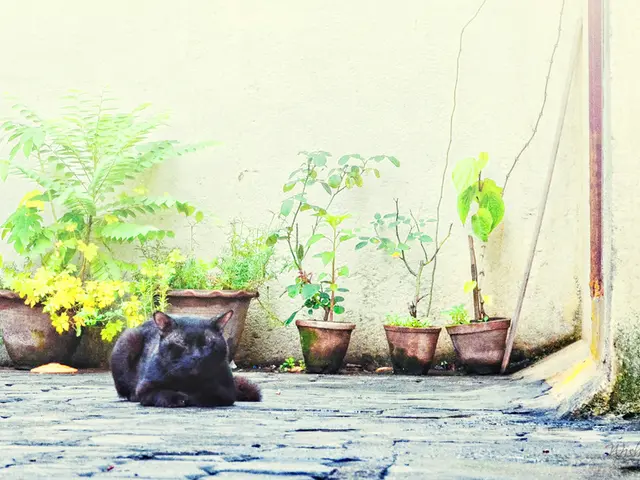 Harmful Vegetation for Felines: A List of Poisonous Plants for Cats