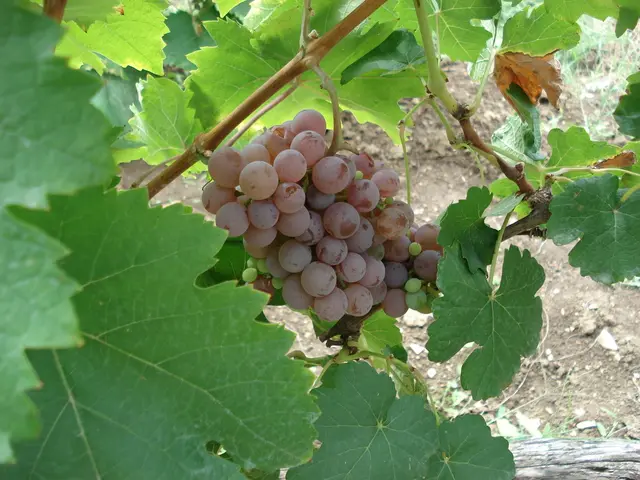 Removing Virginia Creeper: Effective Strategies for Eliminating Virginia Creeper Infestations