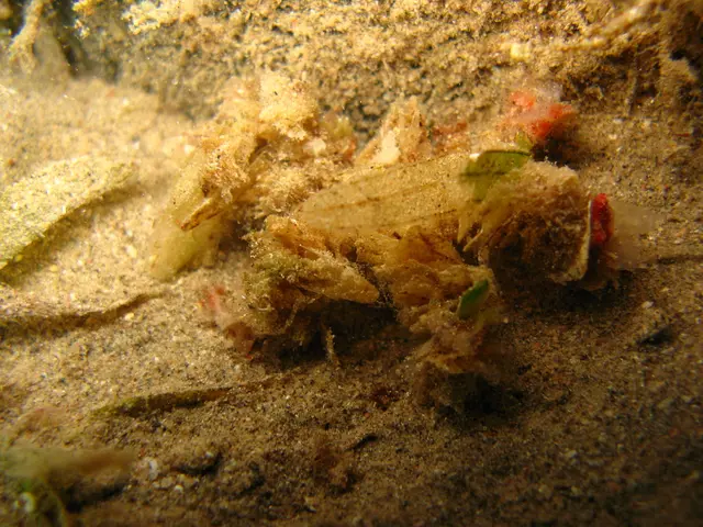 Legendary sponge diver from Bodrum embarks on symbolic 1,000-mile journey