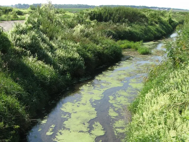 Summer watering to be significantly supplemented by repurposed bath water, planned for the year...