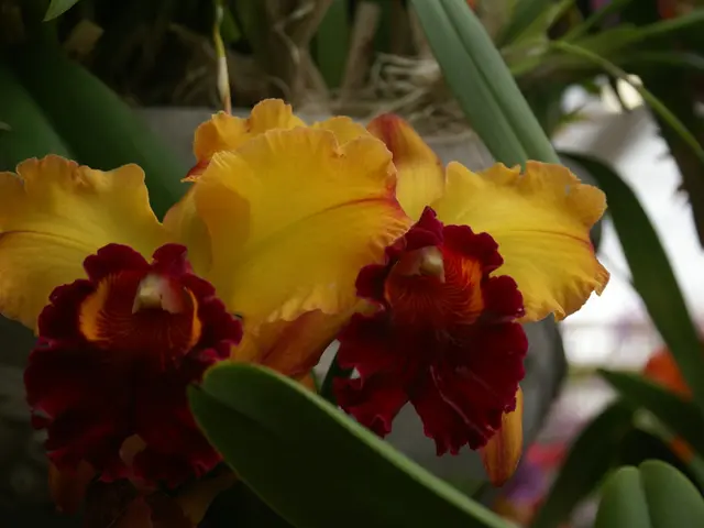 Harvest and Divide Your Perennials in September for a Bountiful Spring Bloom