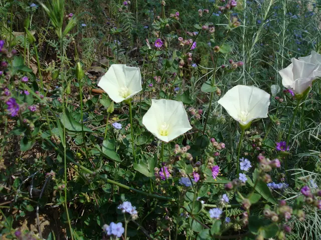 Blooming Low-Growing Options for Your Garden