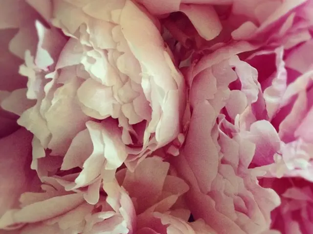 Unveiling Dozens of Stunning Blooms Commencing with the Letter 'F'