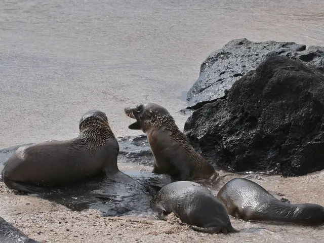 Geological Materials: A Look at Stratified Debris