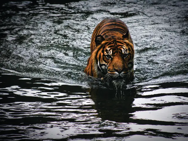 Jaguar Swims a Record-Breaking Distance, Stuns Researchers with This Astonishing Feat