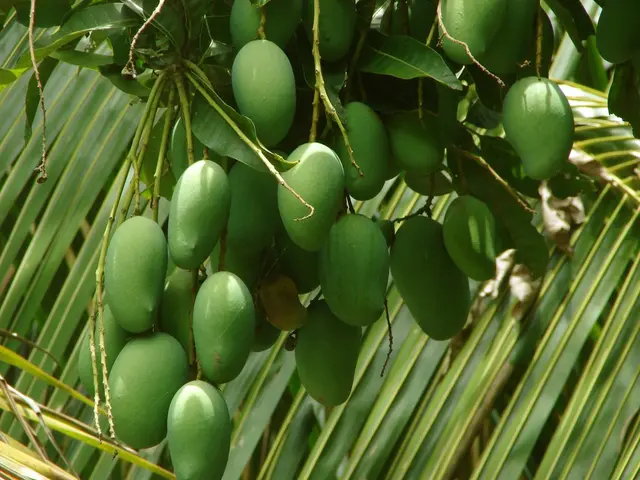 "Ideal Nutrition for Vigorous Mango Tree Growth: Discovering the Best Fertilizer"