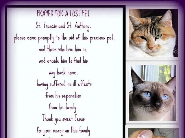 Cat’s Café Reading Session at Koblenz Animal Shelter: Author's Literary Engagement