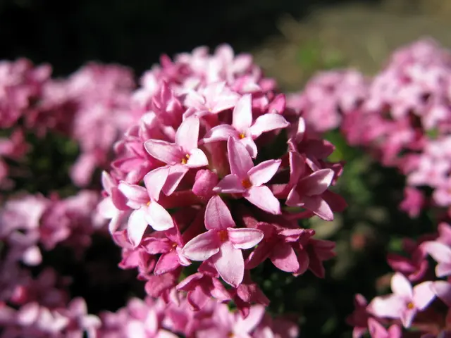 Blue-tinted Borage Blooms Preserved