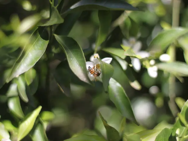 Established 155 years ago, the Beekeeper's Association Roding continues to thrive