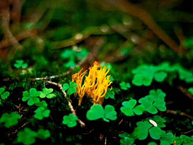 Enhance Soil Fertility Through Bean Planting: Nature's Hidden Arsenal