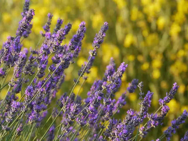 Diverse Lavender Blossoms: Exploring 17 Vibrant Shades Ranging from White, Pink, Purple, to Blue