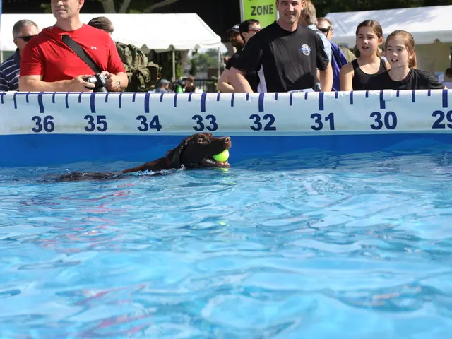 Canines having a splash at the Reutlinger outdoor pool