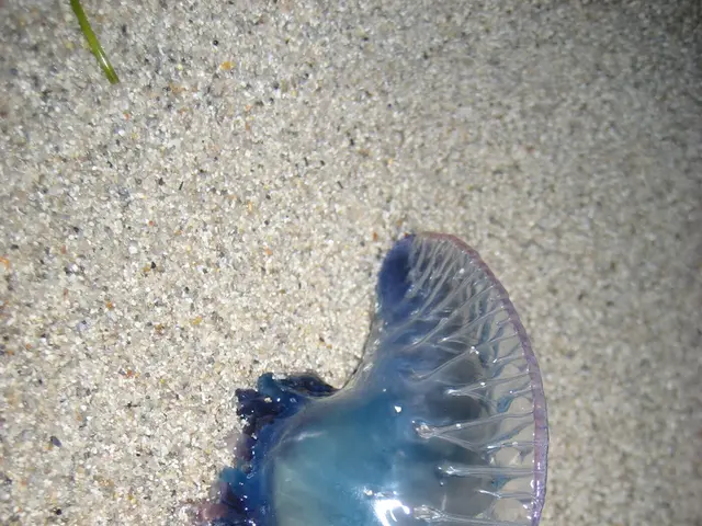 Kitchen-Related Items That Draw Inquesters - Maintaining Your Habitat Free of Pesky Bugs