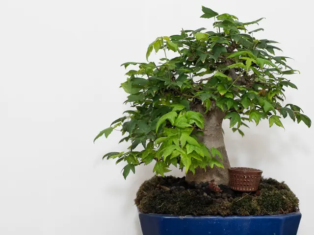Cultivating Young Bonsai: A Handbook on Nurturing and Growth