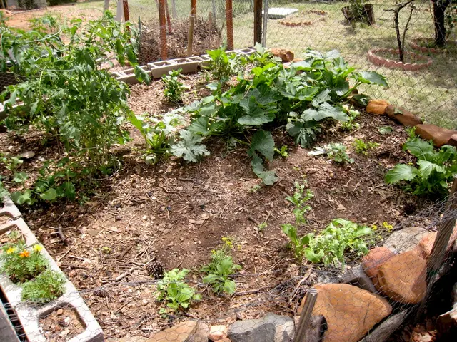 A creative pot arrangement idea that incorporates edible plants in an antique tin bathtub,...