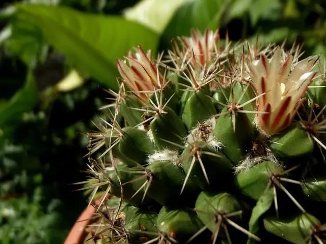 In this image I can see few flowers which are red and cream in color to a plant which is green in...