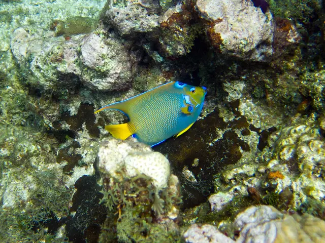 In this image we can see fish and coral reefs in water.