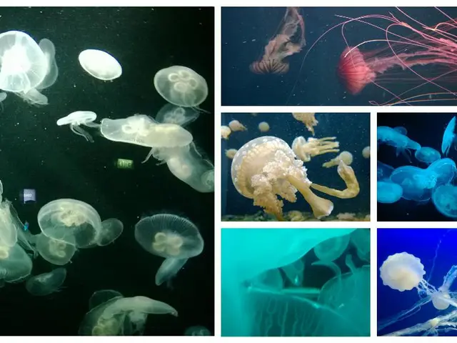This is a collage picture. In this picture we can see jellyfishes.