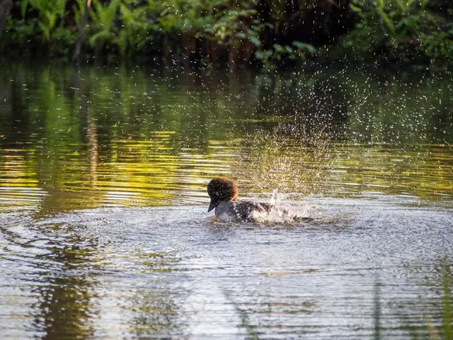 In this picture there is a duck which is swimming in the water. At the top I can see the plants and...