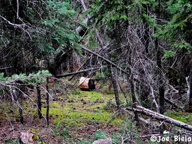 In this picture there is an object which is on a greenery ground and there are few trees around it...